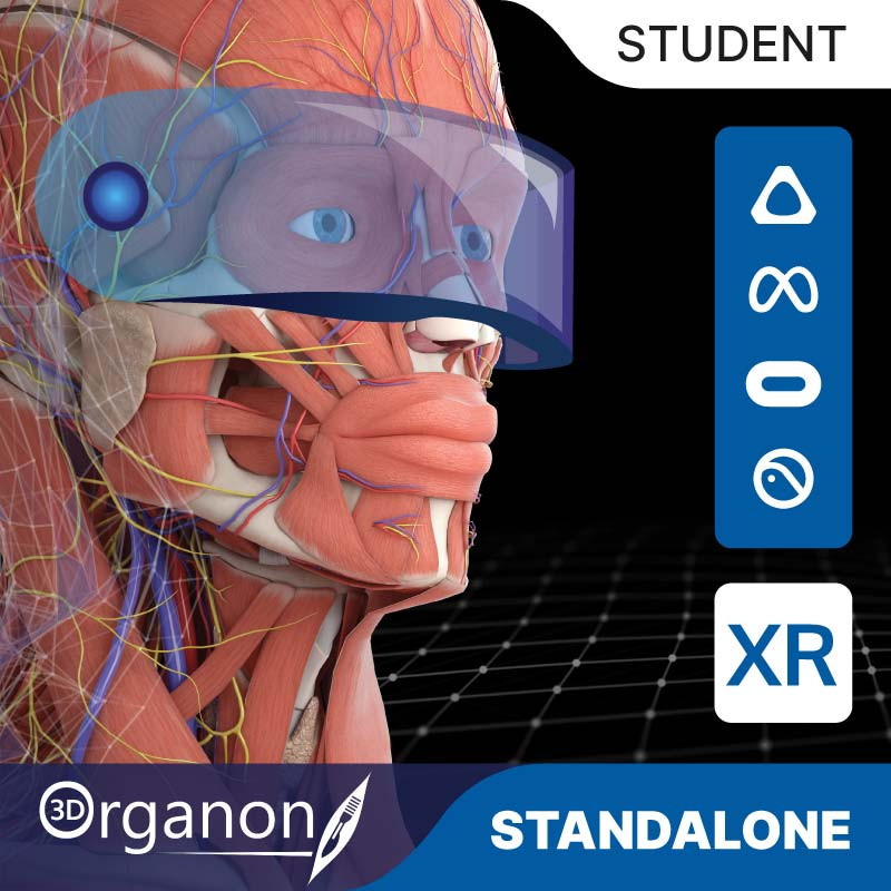 3D Organon XR for your Standalone VR headset | Standard