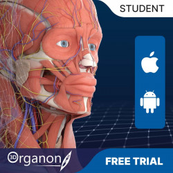 3D Organon for Students