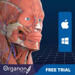 3D Organon for your desktop | Standard