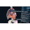 3D Organon XR | Premium