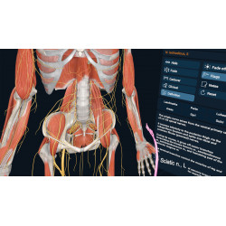 3D Organon XR | Premium