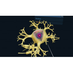 3D Organon XR | Premium