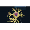 3D Organon XR | Premium