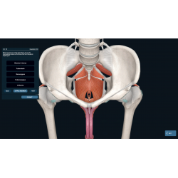 3D Organon for Professionals