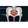 3D Organon for Professionals