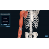 3D Organon for Professionals