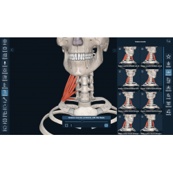 3D Organon Anatomy for Professionals