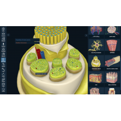 3D Organon for Professionals