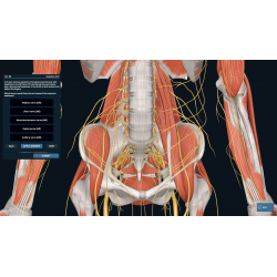 3D Organon Anatomy for Professionals