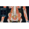 3D Organon for Professionals