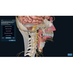 3D Organon Anatomy for Professionals
