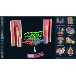 3D Organon for Professionals