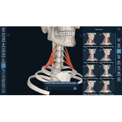 3D Organon for Professionals