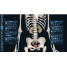 3D Organon for Professionals
