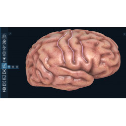 3D Organon for Professionals