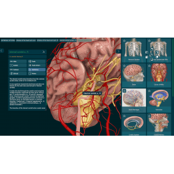 3D Organon for Professionals