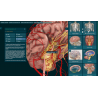 3D Organon Anatomy for Professionals