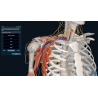3D Organon for Professionals