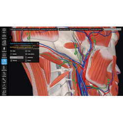 3D Organon for your desktop | Standard