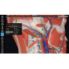 3D Organon for your desktop | Standard
