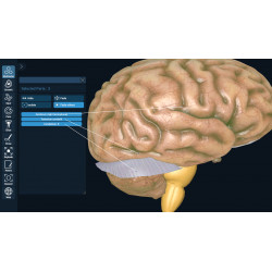 3D Organon VR Anatomy for your Standalone VR headset | Standard