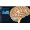 3D Organon for your desktop | Standard
