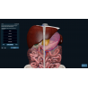3D Organon for your desktop | Standard