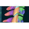 3D Organon for your desktop | Standard