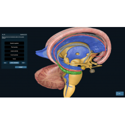 3D Organon for your desktop | Standard