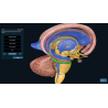 3D Organon for your desktop | Standard