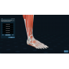 3D Organon for your desktop | Standard
