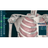 3D Organon for your desktop | Standard