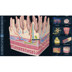 3D Organon VR Anatomy for your Standalone VR headset | Standard
