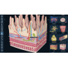 3D Organon for your desktop | Standard