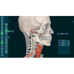 3D Organon for your desktop | Standard