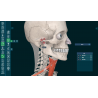 3D Organon for your desktop | Standard