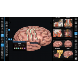 3D Organon for your desktop | Standard