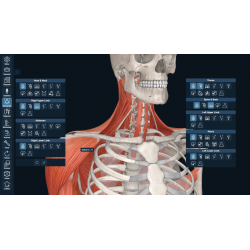 3D Organon for your desktop | Standard