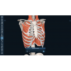3D Organon for your desktop | Standard