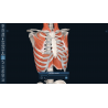 3D Organon for your desktop | Standard