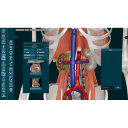 3D Organon for your desktop | Standard