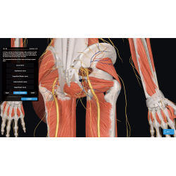 3D Organon VR Anatomy for your Standalone VR headset | Standard