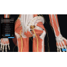 3D Organon VR Anatomy for your Standalone VR headset | Standard
