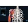 3D Organon for your mobile | Standard