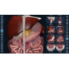 3D Organon VR Anatomy for your Standalone VR headset | Standard