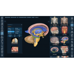 3D Organon for your mobile | Standard
