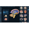 3D Organon VR Anatomy for your Standalone VR headset | Standard