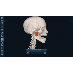 3D Organon VR Anatomy for your Standalone VR headset | Standard