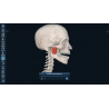 3D Organon VR Anatomy for your Standalone VR headset | Standard