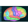 3D Organon Anatomy for Students